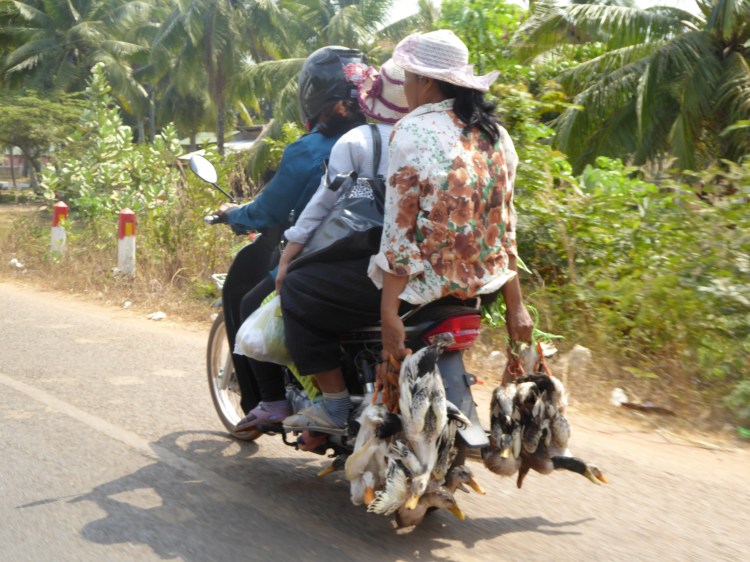 Three ladies, six ducks, one bike. All on their way home.