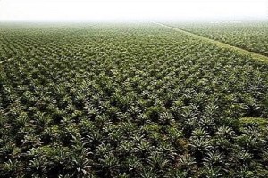 Palm Oil trees everywhere. 