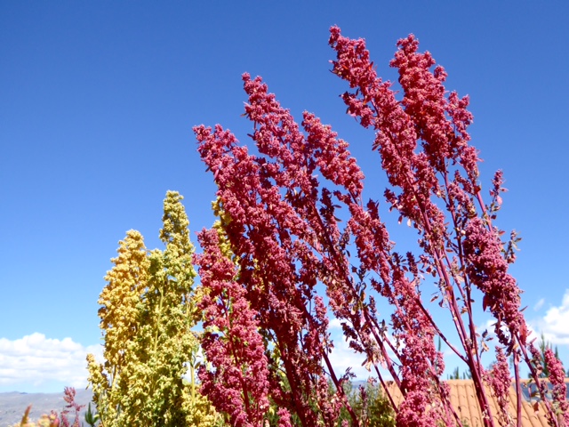 Quinoa