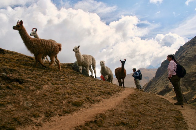 Lares to Ollantaytambo Trek (209)